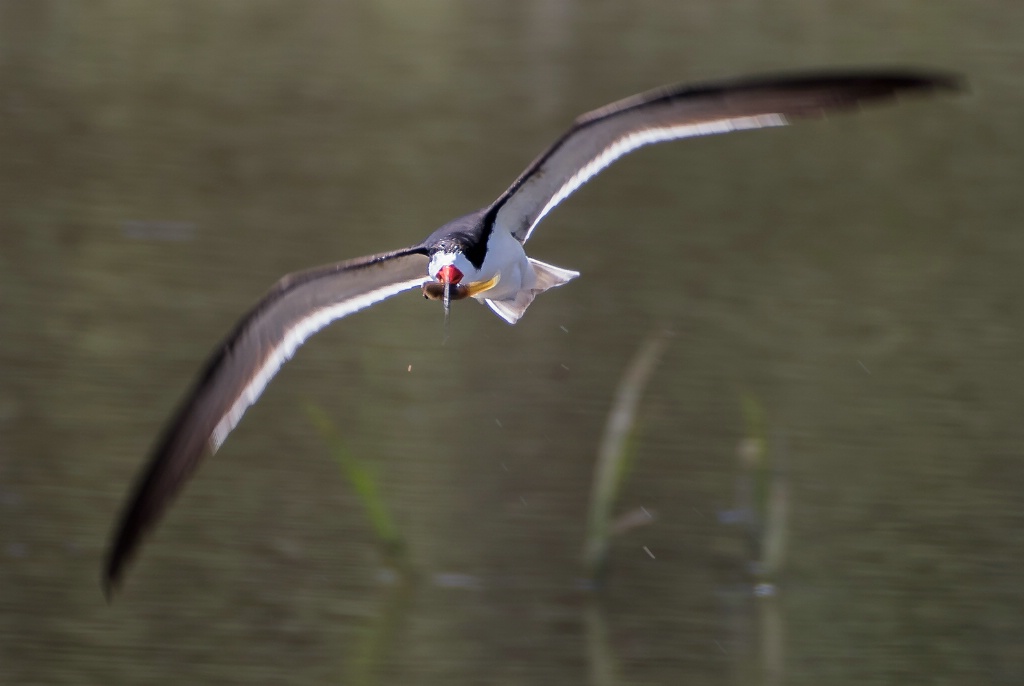 Skimmer With Catch