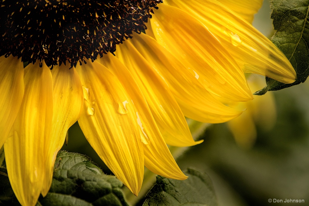 Water Drops on Sunflower 8-26-17 064