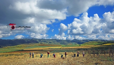 Harvest workers 