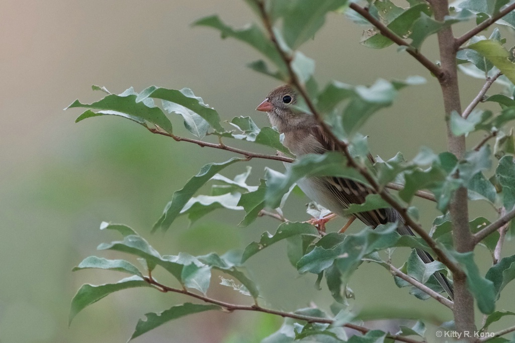 Field Sparrow - I See You