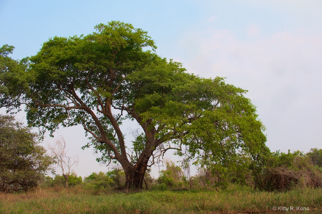 Tree in the Pantanal 