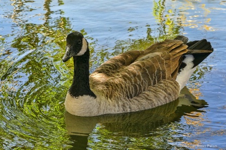 Goosey Goose