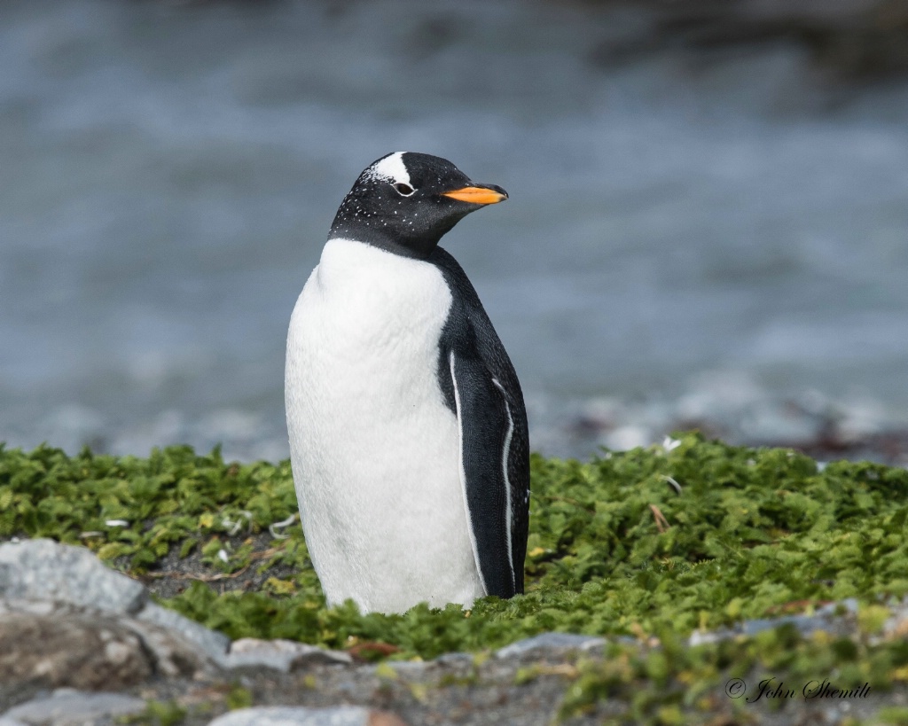 Gentoo Penguin - Feb 15th, 2017 - ID: 15473071 © John Shemilt