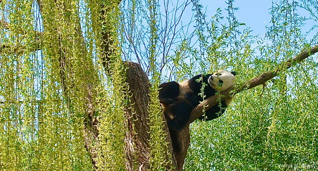 Panda Napping - ID: 15473160 © Cynthia M. Wiles