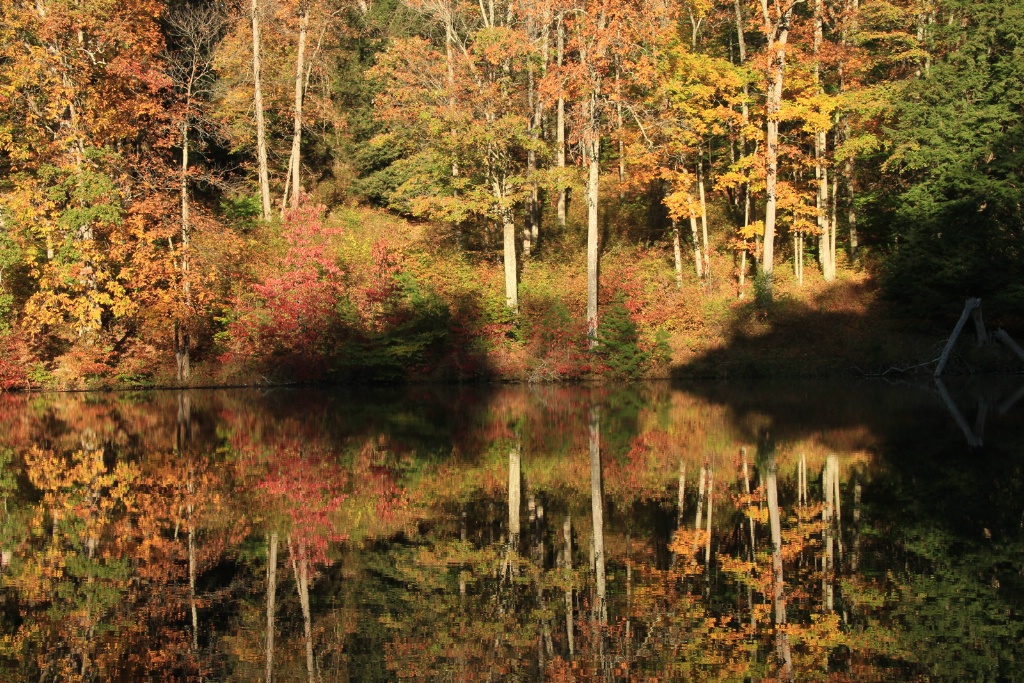 fall reflection part 2