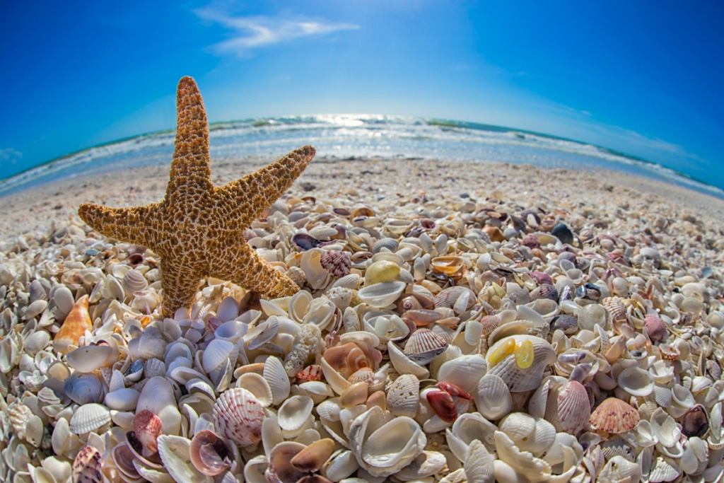 Starfish by Sanibel Beach