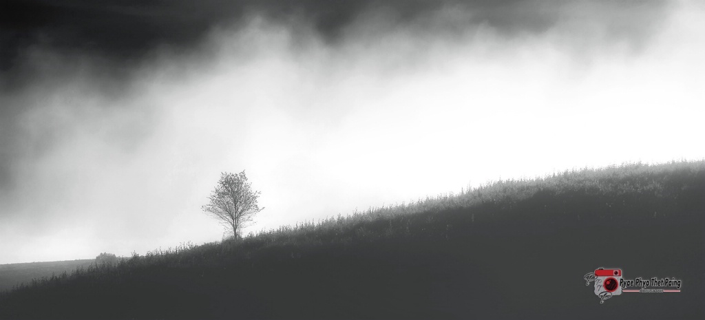 Lonely tree Foggy landscape 