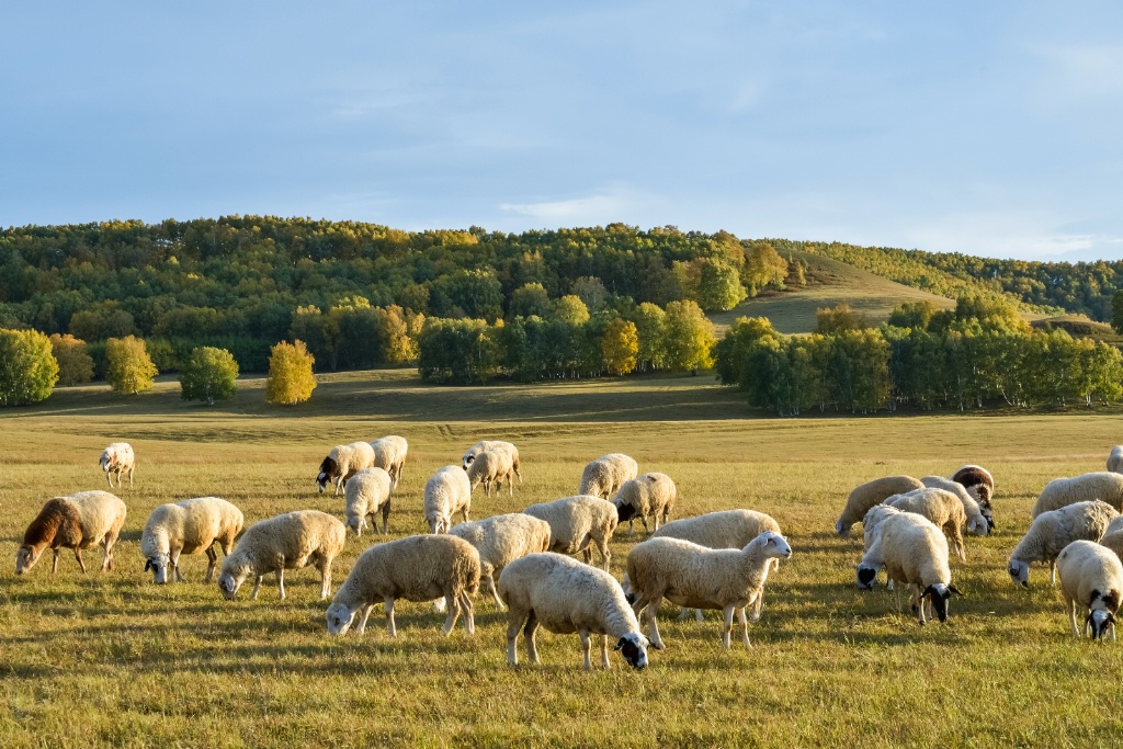 Grassland lambs
