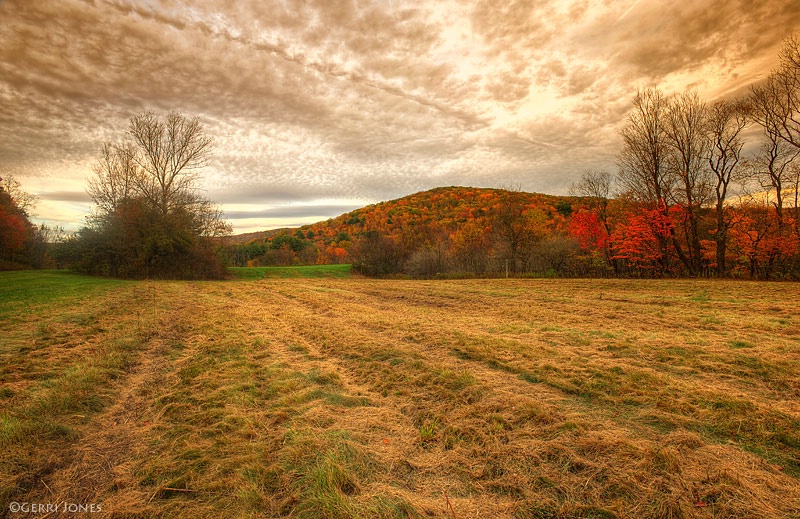 Golden Hues Of Autumn Harvest