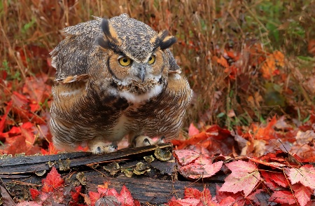 Puffy Great Horn Owl