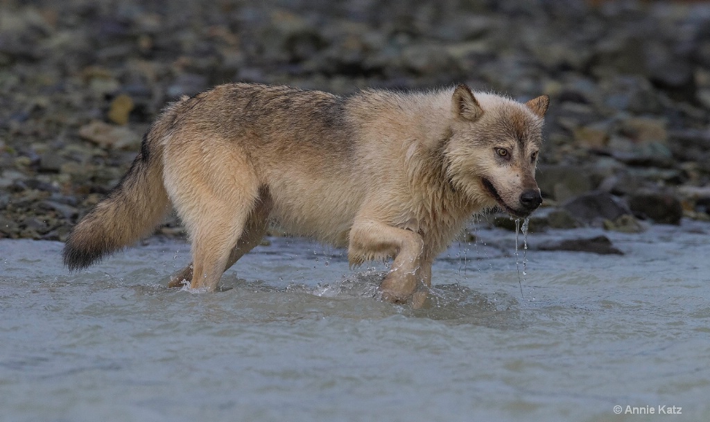 Salmon Hunting Sea Wolf - ID: 15473830 © Annie Katz