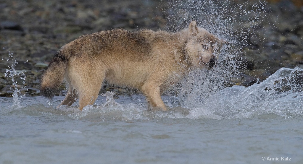 Sea Wolf Fishing - ID: 15473840 © Annie Katz