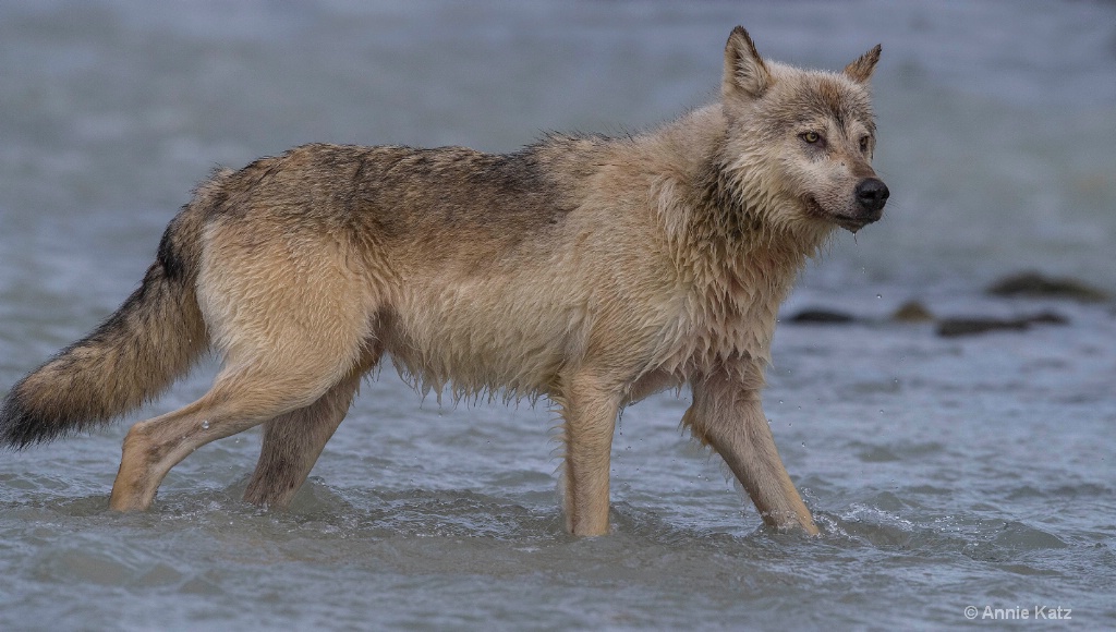 Sea Wolf of Katmai - ID: 15473841 © Annie Katz
