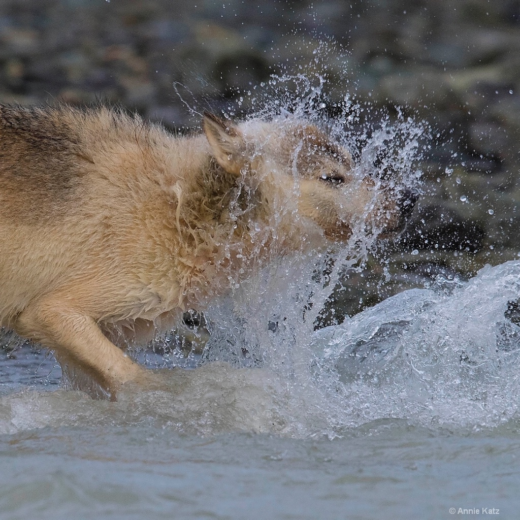 Sea Wolf Spray - ID: 15473843 © Annie Katz