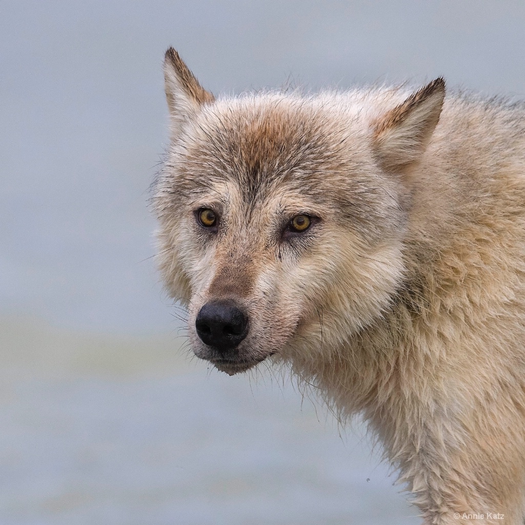 Sea Wolf - ID: 15473844 © Annie Katz