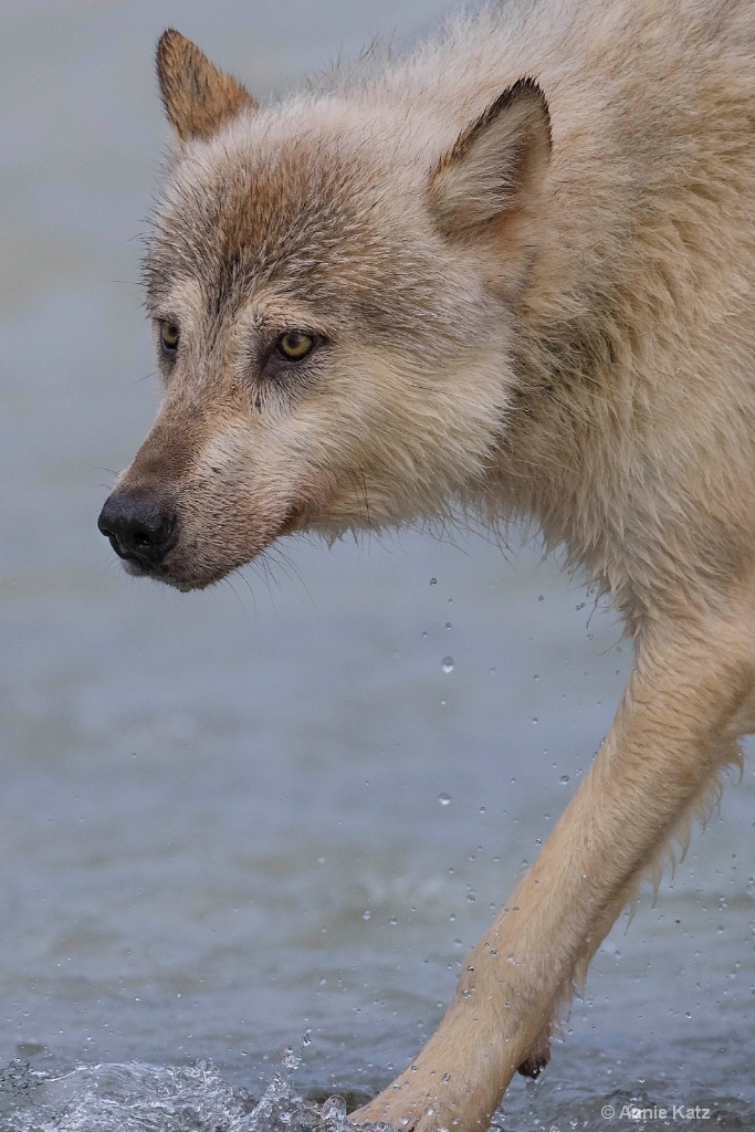 Wet Wolf - ID: 15473853 © Annie Katz