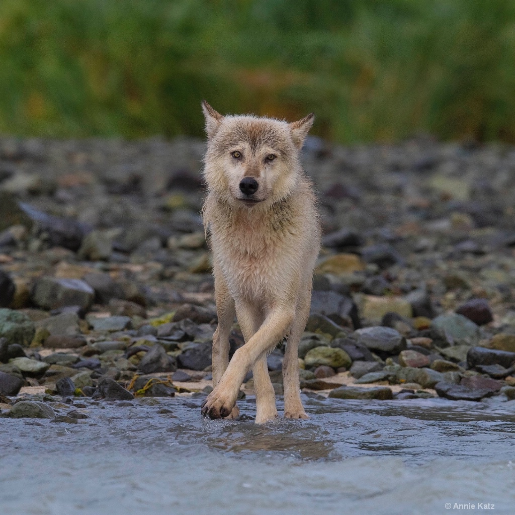 Wolf by Shore - ID: 15473857 © Annie Katz