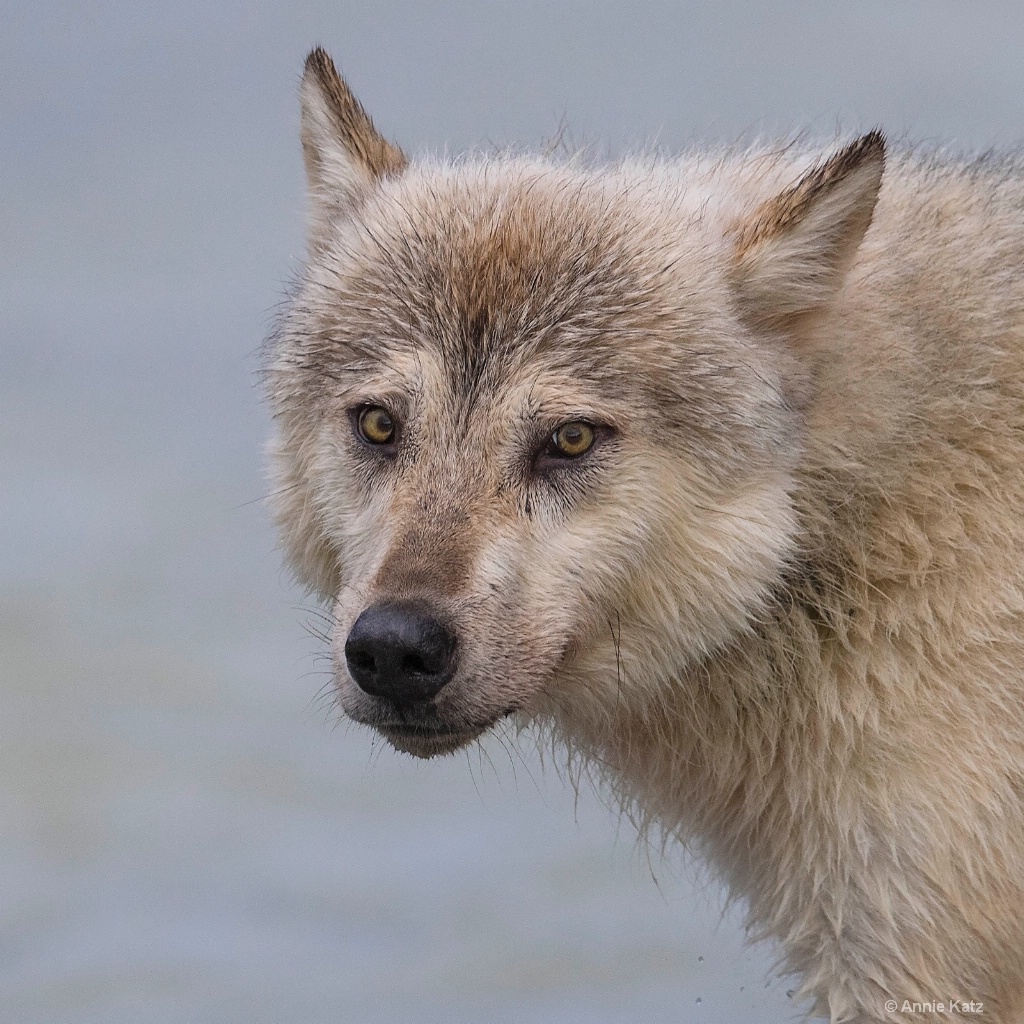 Wolf Face - ID: 15473858 © Annie Katz