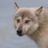 © Annie Katz PhotoID # 15473858: Wolf Face