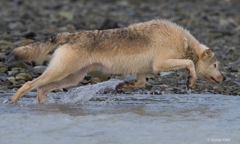 Wolf Leaping for Fish - ID: 15473860 © Annie Katz