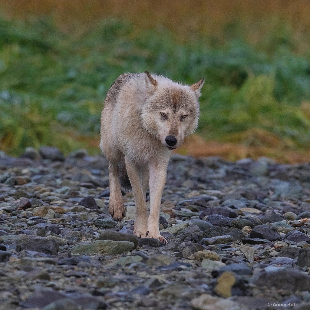 Wolf n Alaska - ID: 15473861 © Annie Katz