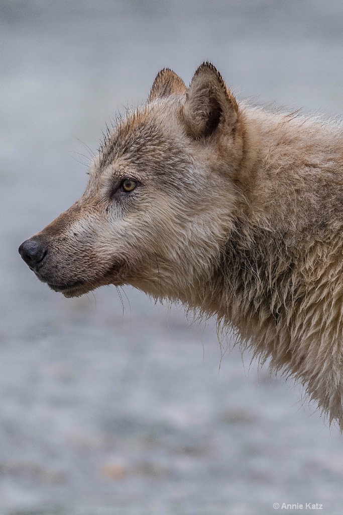 Wolf of Katmai - ID: 15473862 © Annie Katz