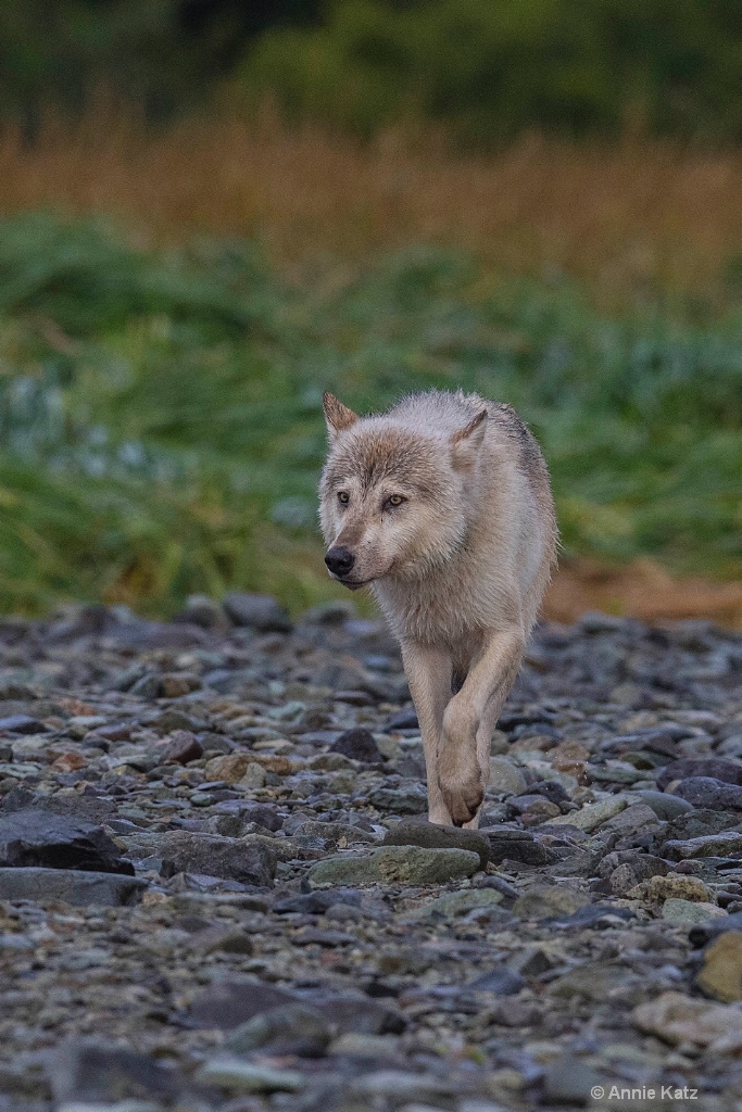 Wolf on Rocky Beach - ID: 15473863 © Annie Katz