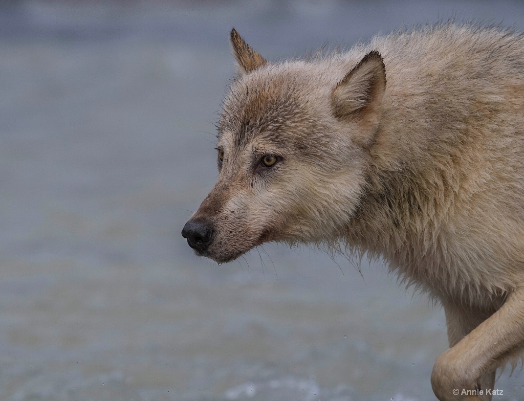 Wolf on the Move - ID: 15473864 © Annie Katz