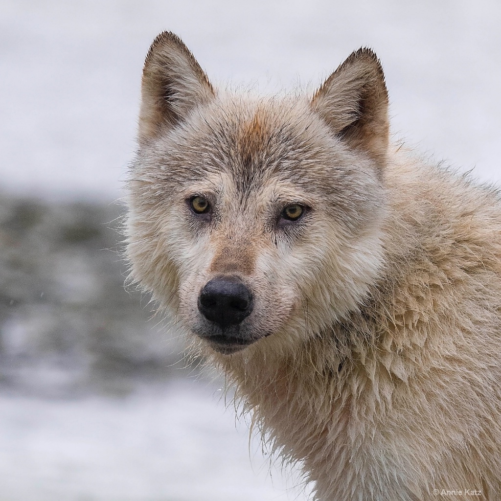 Wolf Portrait - ID: 15473865 © Annie Katz