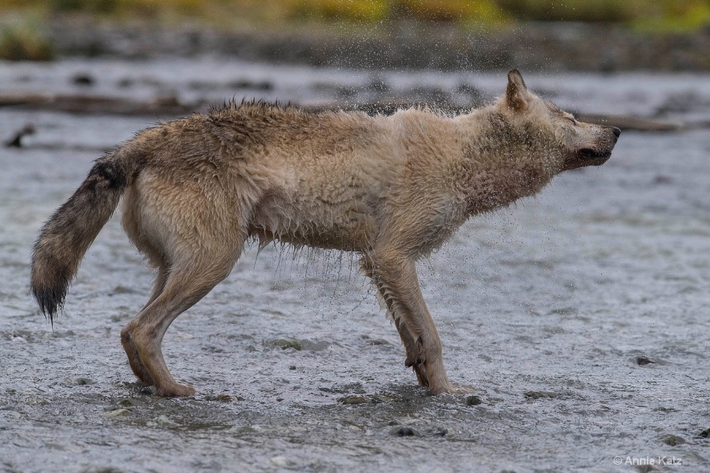 Wolf Shake - ID: 15473877 © Annie Katz