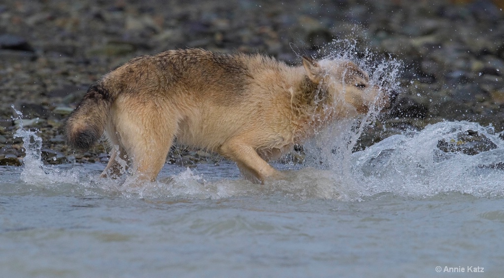 Wolf Spray - ID: 15473888 © Annie Katz