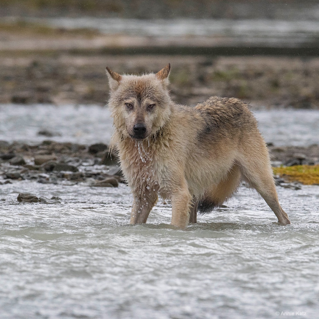 Wolf - ID: 15473889 © Annie Katz