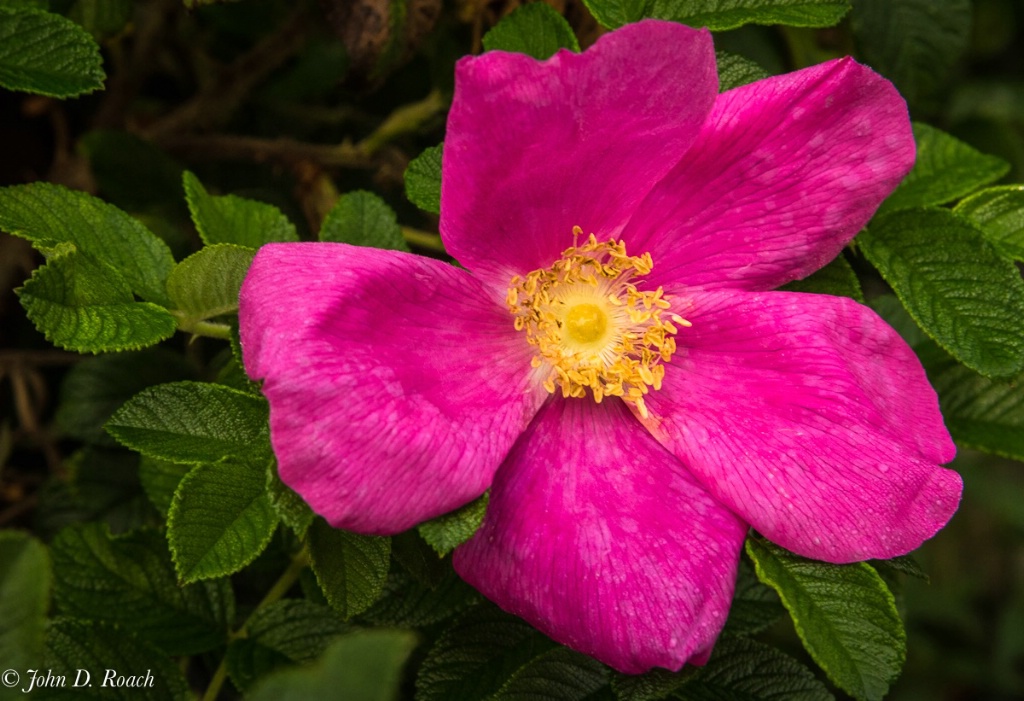 The Wild Rose-1 - ID: 15474173 © John D. Roach
