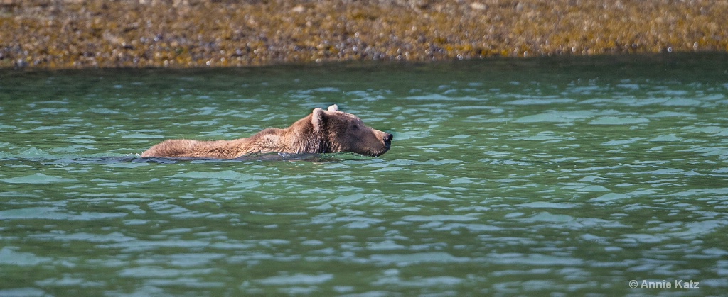 Swimming Grizzly - ID: 15474307 © Annie Katz