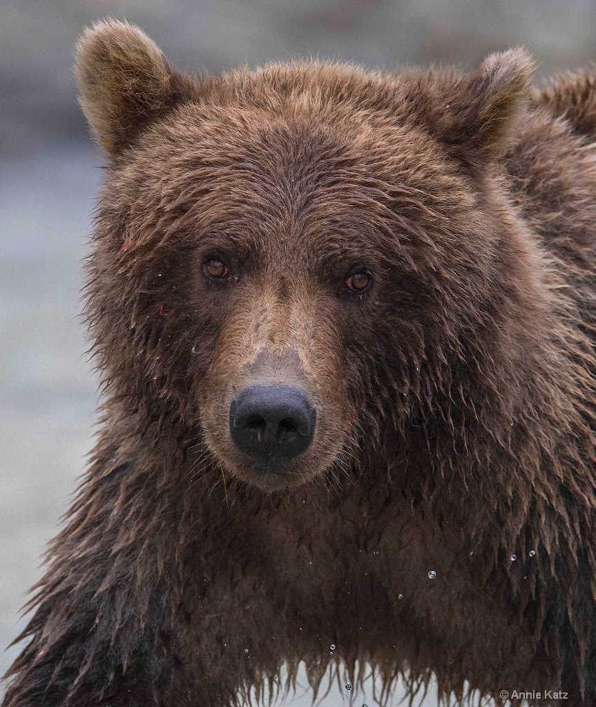 Young Grizzly - ID: 15474339 © Annie Katz