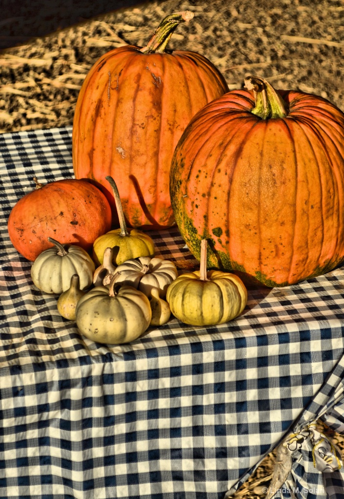 Pumpkin Pie Anyone?