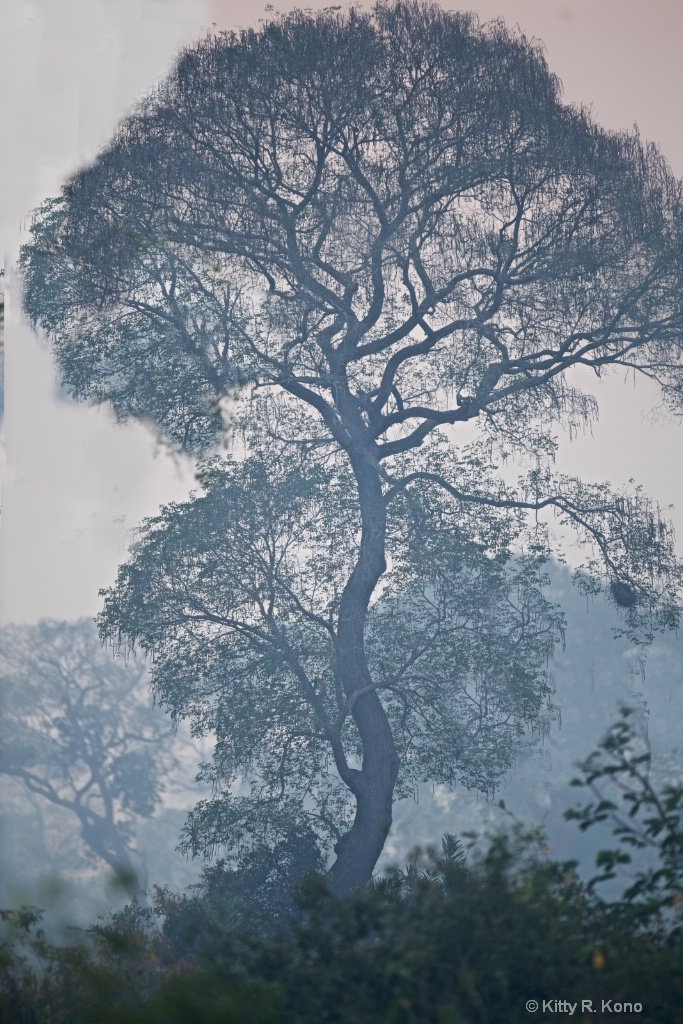 Tree in Pantanal - ID: 15474424 © Kitty R. Kono