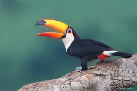 The Skinny Tongue of the Toco Toucan