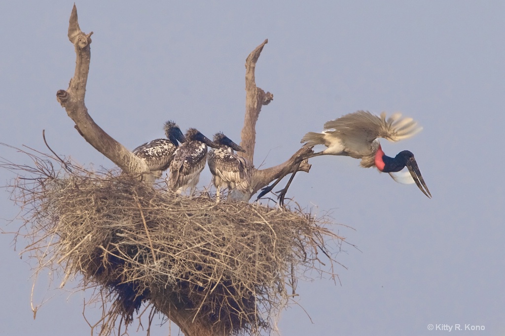 Dad Leaving the Nest -Jabiru Storks