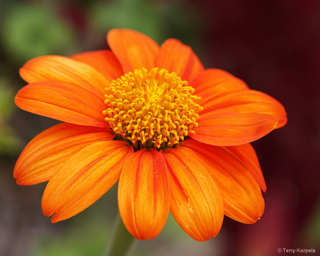 Berkeley Botanical Garden - ID: 15474449 © Terry Korpela