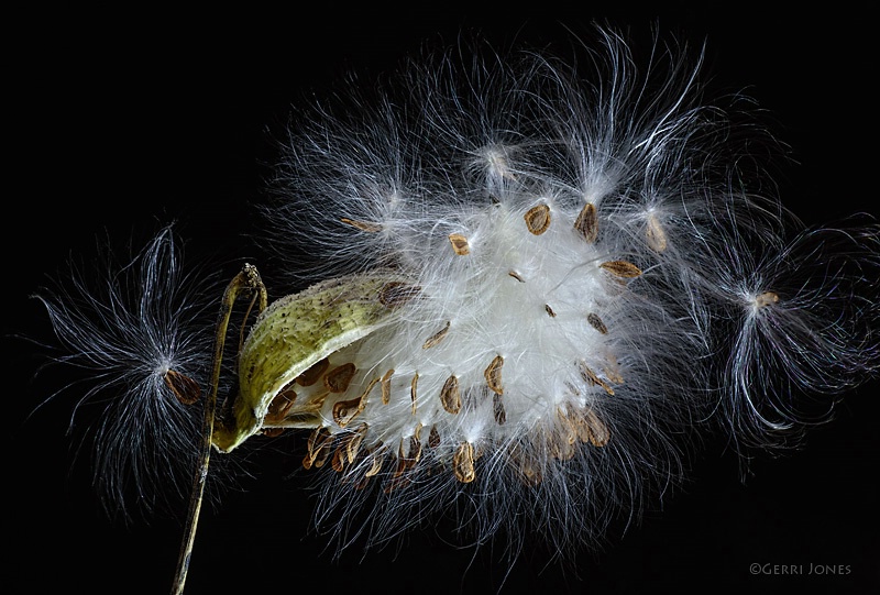 Milkweed Study