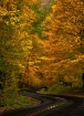 Fall colors