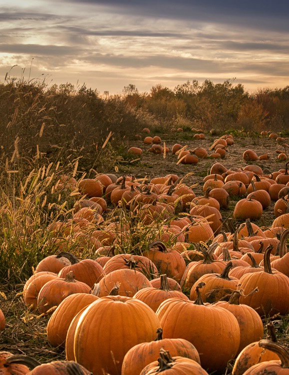 Pumpkins farm
