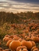 Pumpkins farm
