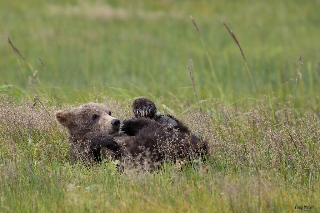 Resting in the Grass - ID: 15475499 © Louise Wolbers