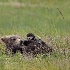 2Resting in the Grass - ID: 15475499 © Louise Wolbers