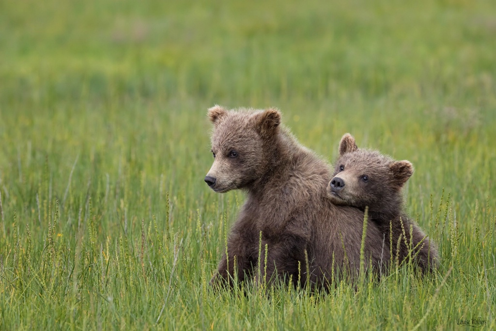 Siblings - ID: 15475501 © Louise Wolbers