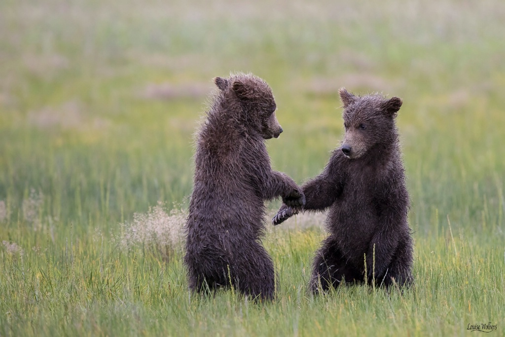 Stand Off - ID: 15475506 © Louise Wolbers