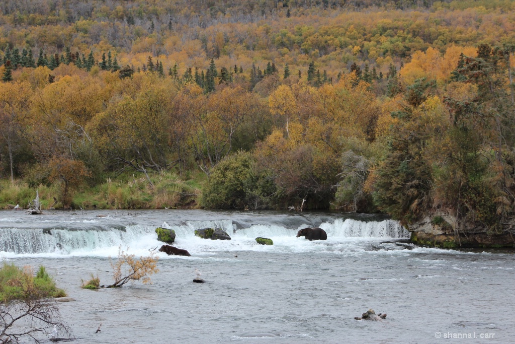 Fall colors and bears at Brooks Falls