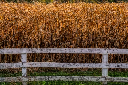 Pure Country